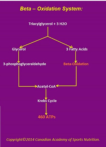 Canadian Academy of Sports Nutrition Beta Oxidation 1