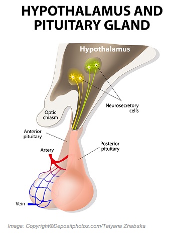 Growth hormone 3 Canadian Academy of Sports Nutrition caasn