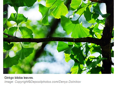 Sports Performance Enhancers Ginkgo biloba 1 Canadian Academy of Sports Nutrition caasn