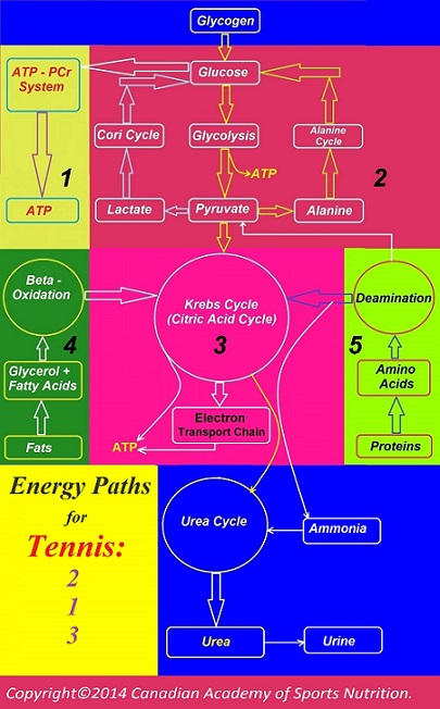 Tennis 2 Canadian Academy of Sports Nutrition caasn